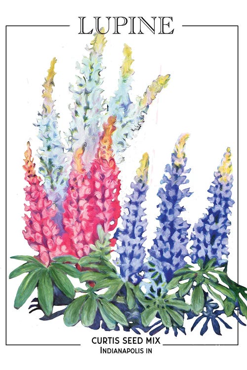 Lupine Vintage Seed Poster