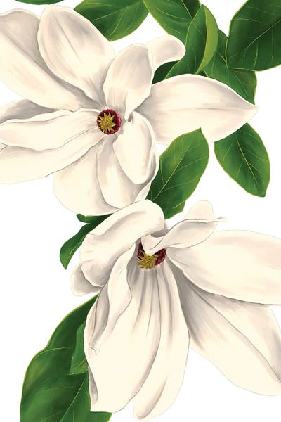 Floral Close-Ups: Magnolia I by Saturday Evening Post