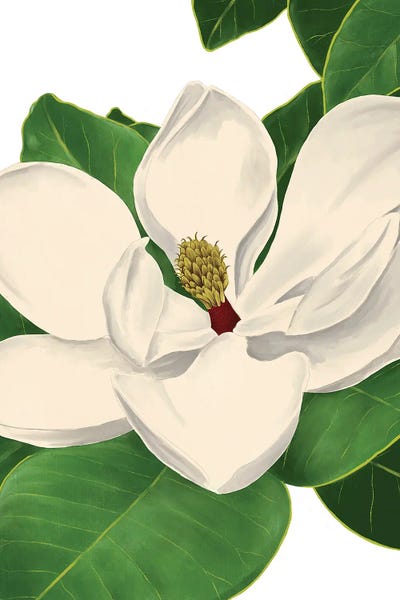 Magnolia II by Saturday Evening Post canvas print