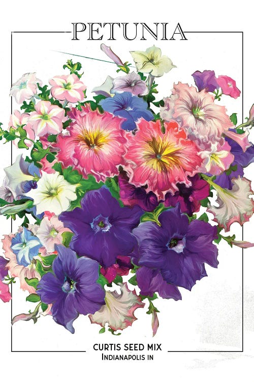 Petunia Vintage Seed Poster by Saturday Evening Post wall art