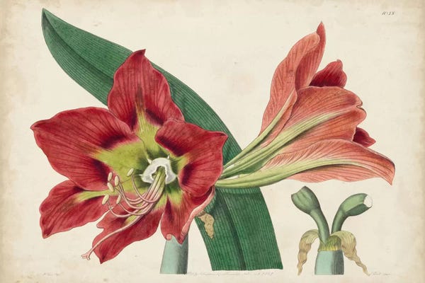 Amaryllis: Amaryllis Splendor I by J.M. Hart