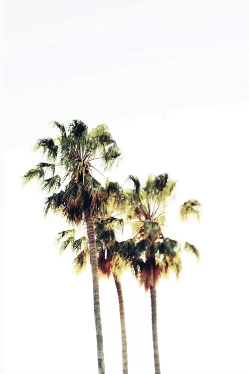 The Palms Blanc