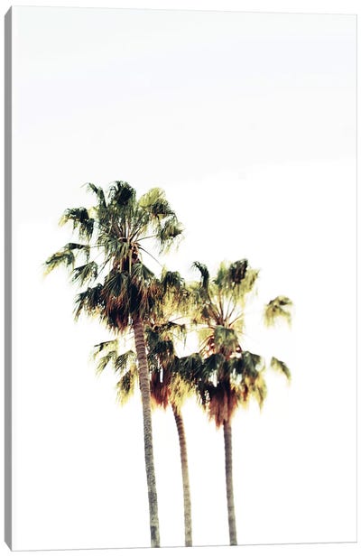 The Palms Blanc Canvas Art Print - Minimalist Photography