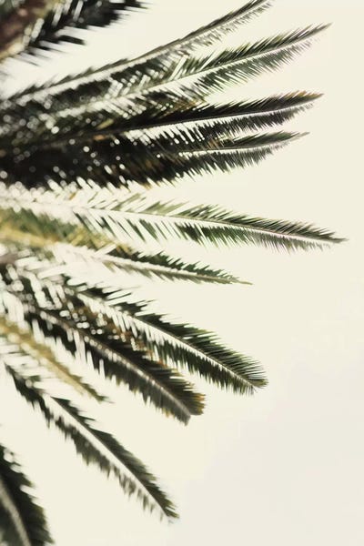 Pineapples: The Palms by Chelsea Victoria