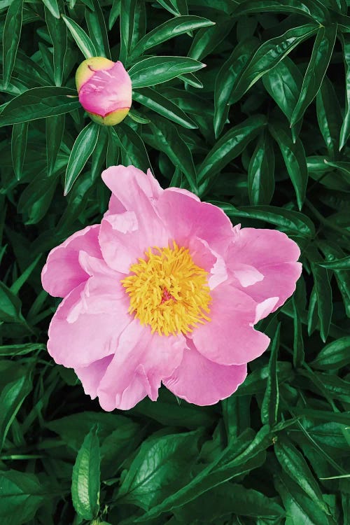 The Peony 