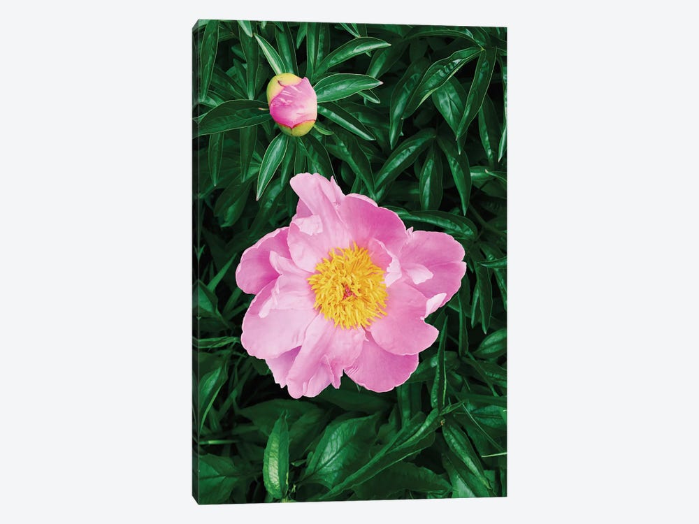 The Peony  by Chelsea Victoria 1-piece Art Print