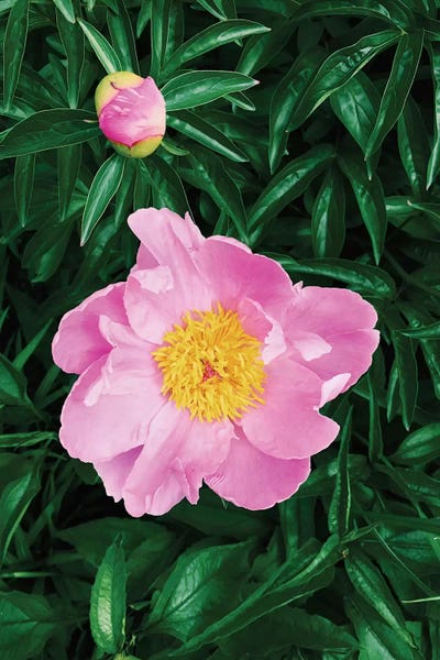Chelsea Victoria: The Peony  by Chelsea Victoria