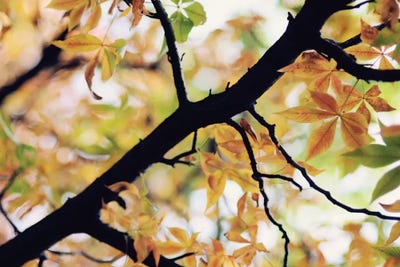 The Story Of Autumn by Chelsea Victoria framed wall art