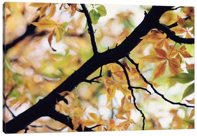 The Story Of Autumn Canvas Art Print - 3-Piece Tree Art