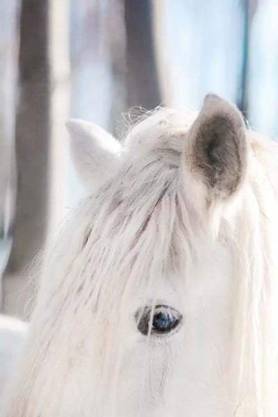 Chelsea Victoria: White Horse by Chelsea Victoria