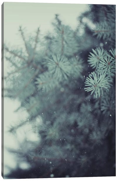 Winter Pine Canvas Art Print - Rustic Winter