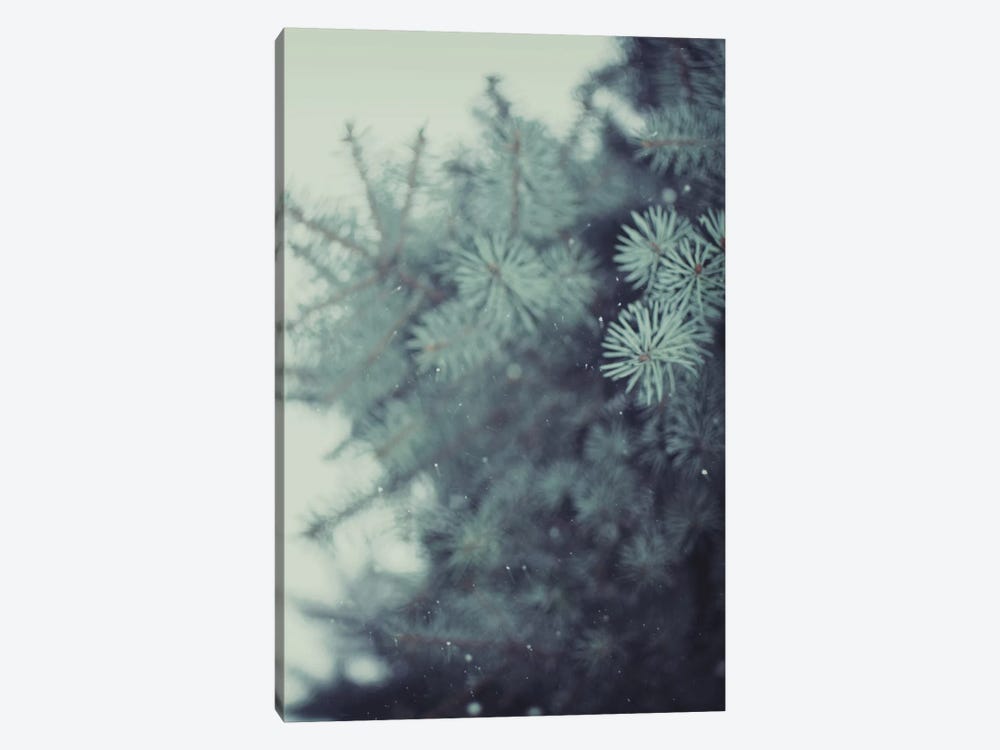 Winter Pine by Chelsea Victoria 1-piece Canvas Art