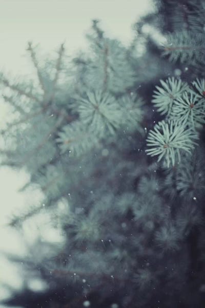 Rustic Winter: Winter Pine by Chelsea Victoria