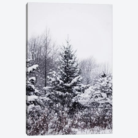 Winter Pines Canvas Print #CVA122} by Chelsea Victoria Canvas Print