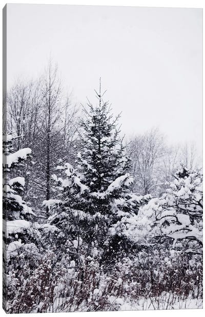 Winter Pines Canvas Art Print - Evergreen Tree Art