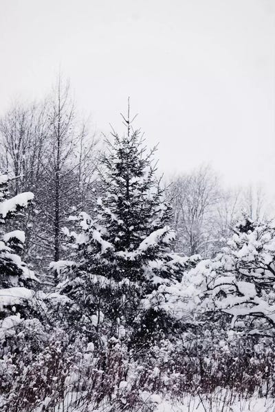 Snowscapes: Winter Pines by Chelsea Victoria