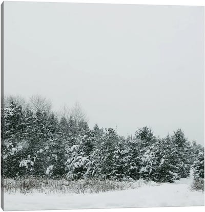 Winter Shades II Canvas Art Print - Evergreen Tree Art