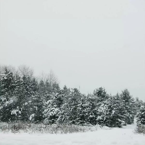 Evergreen Trees: Winter Shades II by Chelsea Victoria