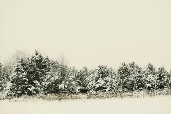 Evergreen Trees: Winter Shades I by Chelsea Victoria