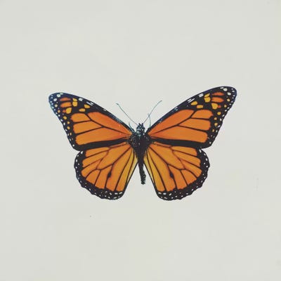 Butterfly by Chelsea Victoria acrylic art print