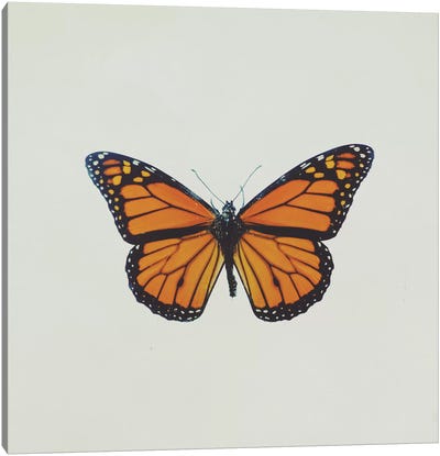 Butterfly Canvas Art Print - Insect & Bug Art