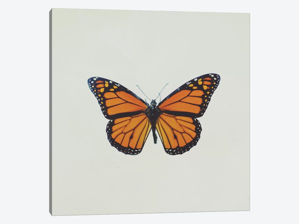 Butterfly by Chelsea Victoria 1-piece Art Print