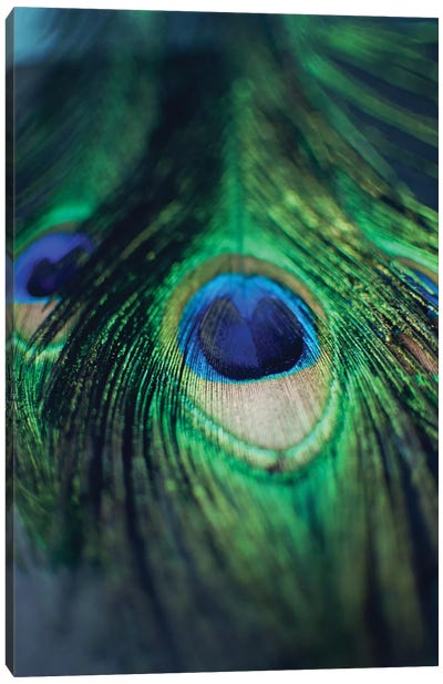 Peacock Feathers I Canvas Art Print - Feather Art
