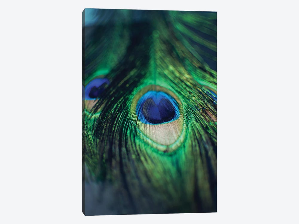 Peacock Feathers I by Chelsea Victoria 1-piece Canvas Art