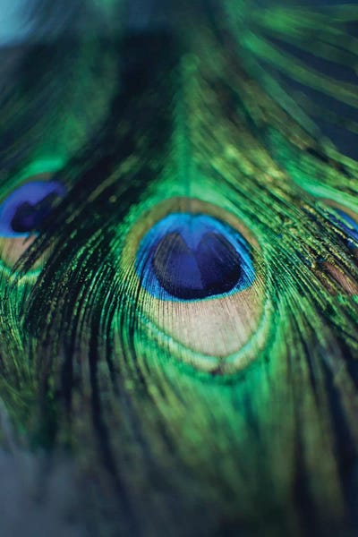 Feathers: Peacock Feathers I by Chelsea Victoria