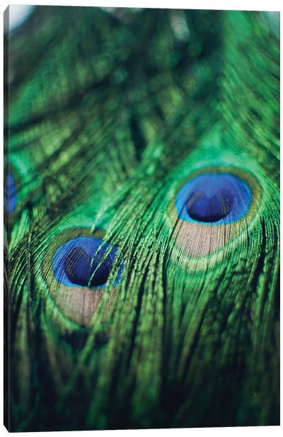 Peacock Feathers II Canvas Art Print - Feather Art