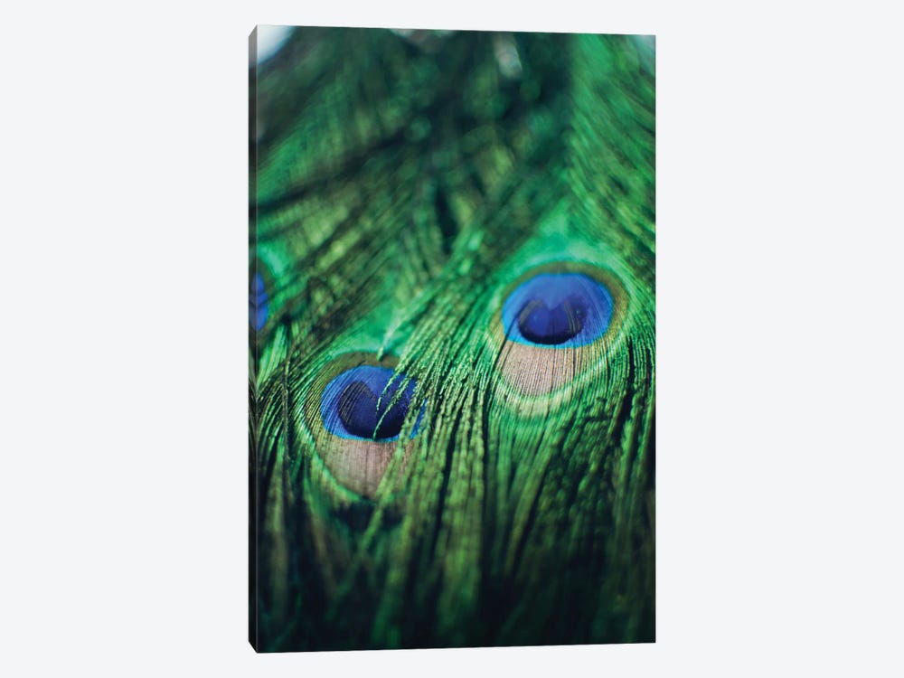 Peacock Feathers II by Chelsea Victoria 1-piece Canvas Print