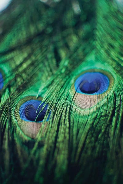 Feathers: Peacock Feathers II by Chelsea Victoria