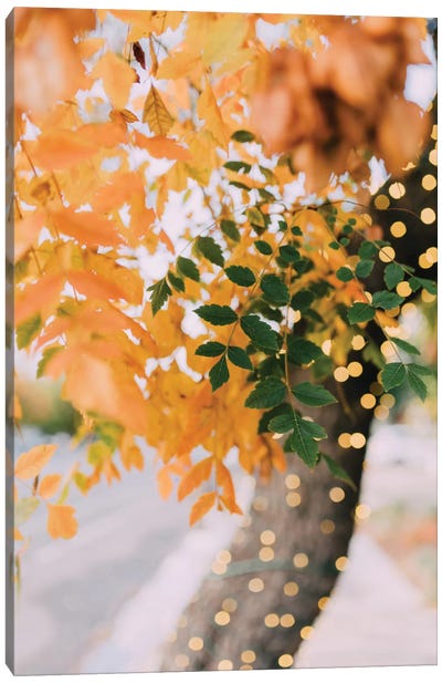 Autumn Sparkle Canvas Art Print - Tree Close-Up Art