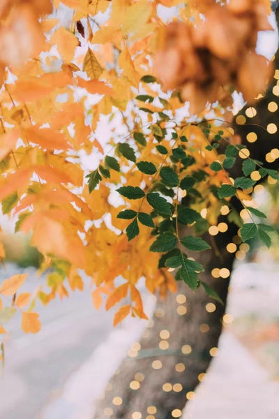 Tree Close-Ups: Autumn Sparkle by Chelsea Victoria