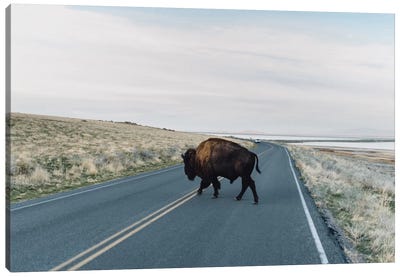 Buffalo Bison Canvas Art Print - Hipster Art