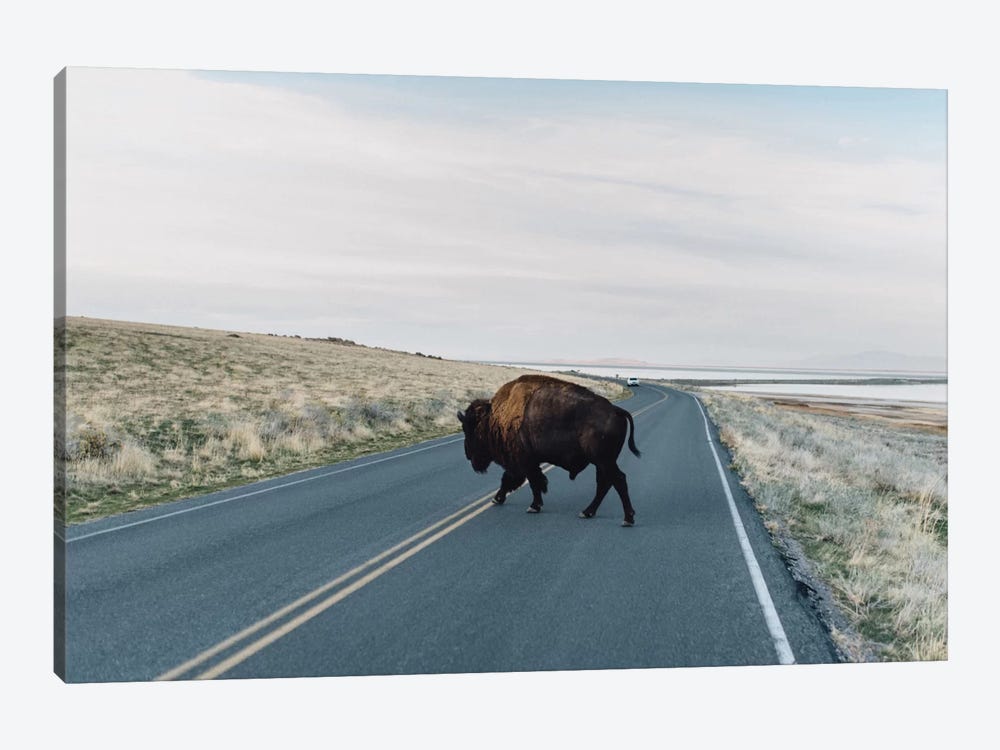 Buffalo Bison by Chelsea Victoria 1-piece Canvas Art Print