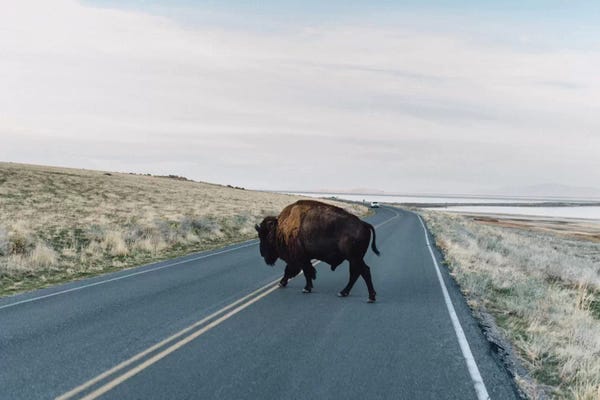 Travel Journal: Buffalo Bison by Chelsea Victoria