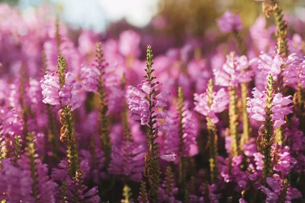 2018 | Ultra Violet: Desert Floral by Chelsea Victoria
