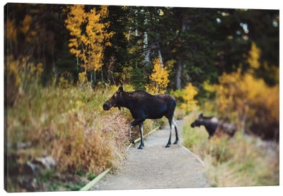 Moose Crossing Canvas Art Print - Moose Art
