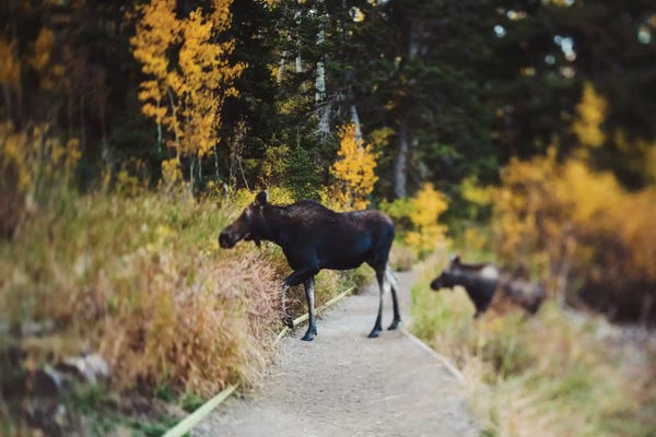 Moose: Moose Crossing by Chelsea Victoria