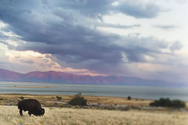 Bison & Buffaloes: Storm Fantasy by Chelsea Victoria