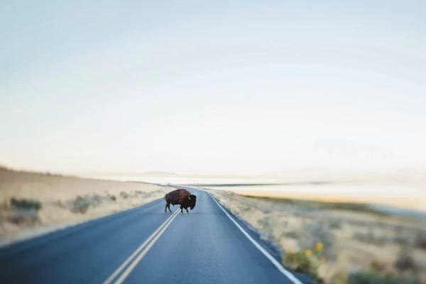 Bison & Buffaloes: Street Walker by Chelsea Victoria