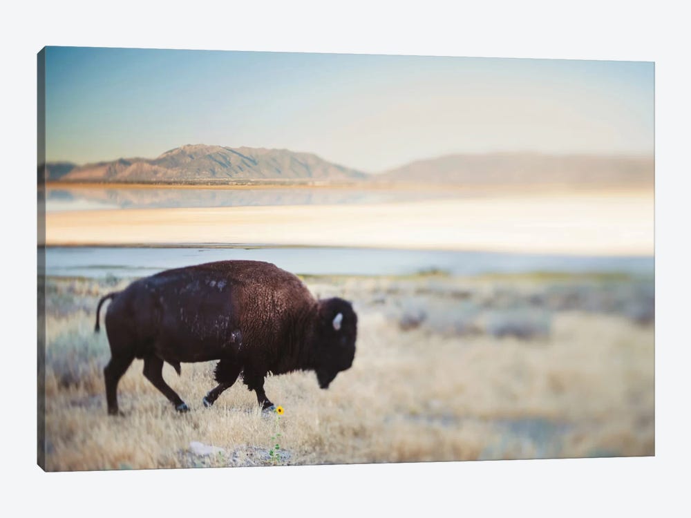 The Anonymous Buffalo by Chelsea Victoria 1-piece Canvas Print