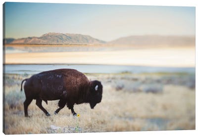 The Anonymous Buffalo Canvas Art Print - Home Staging Living Room