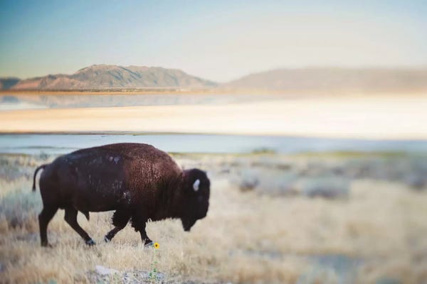 Bison & Buffaloes: The Anonymous Buffalo by Chelsea Victoria