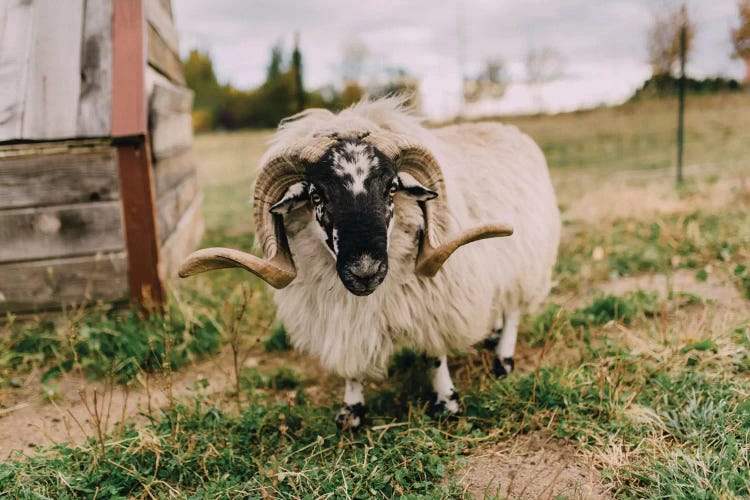 The Curious Sheep