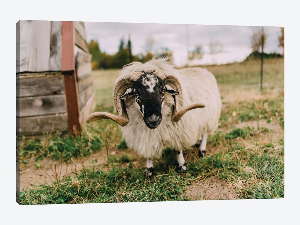 The Curious Sheep 1-piece Canvas Art Print