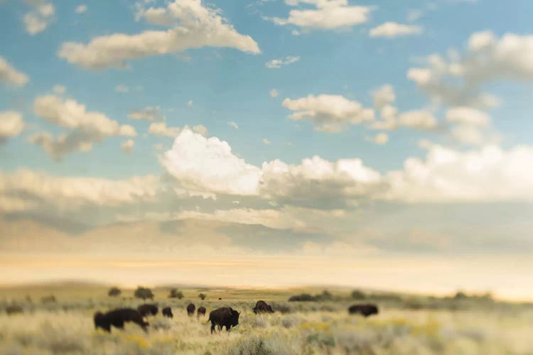 The Herd