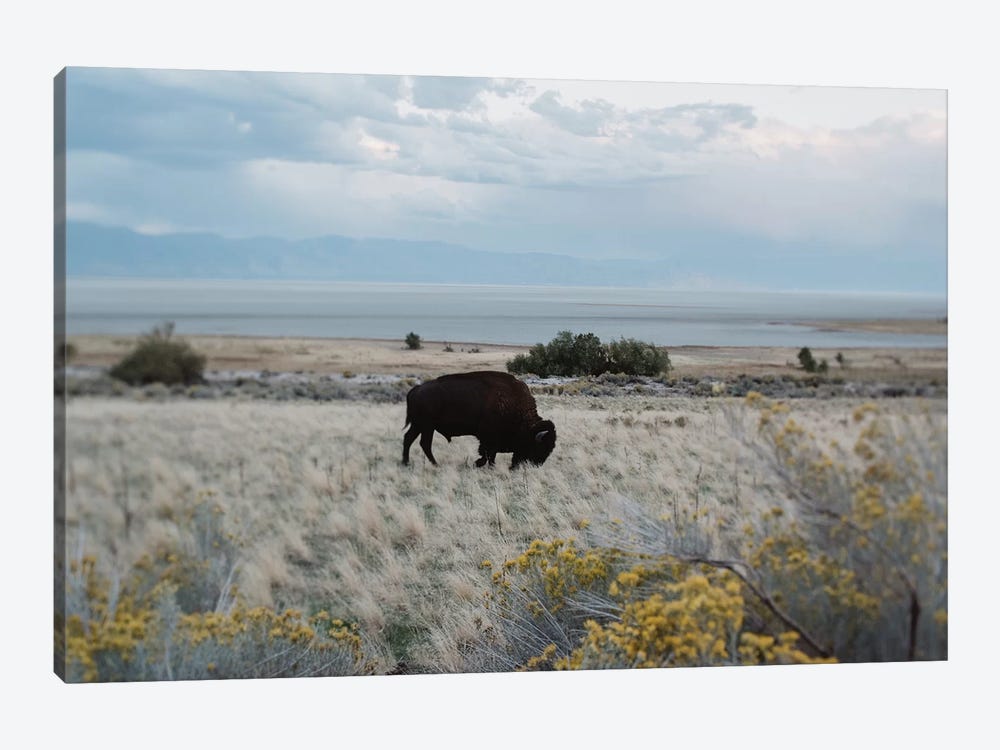 Bison In The Field by Chelsea Victoria 1-piece Canvas Print