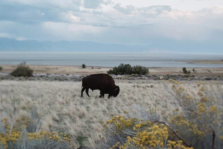 Bison In The Field